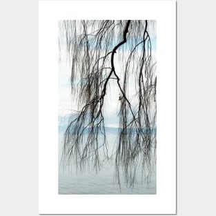 Willow Branches Posters and Art